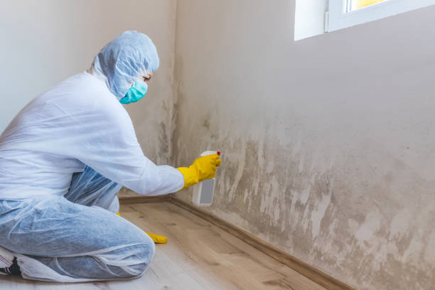 Licensed Commercial Mold Remediation service in Topinabee, MI - WQB Mold Removal